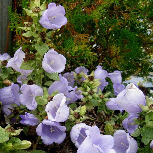 Campanula incurva